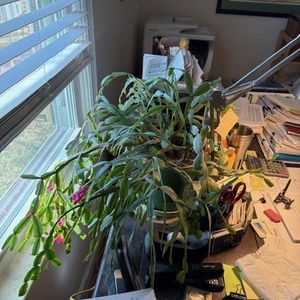 Fundraising Page: Charles McFatrich